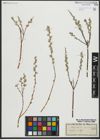 Foto von Salix repens subsp. rosmarinifolia (L.) Andersson